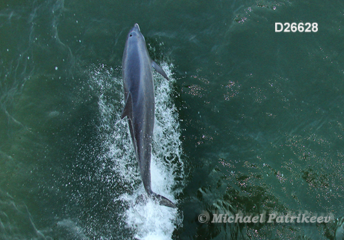 Common Bottlenose Dolphin (Tursiops truncatus)